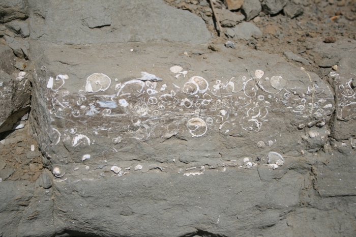 fosiles en roca